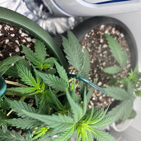 Automática Mysterious growlog timeline photo
