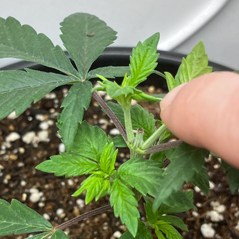 Automática Mysterious growlog timeline photo