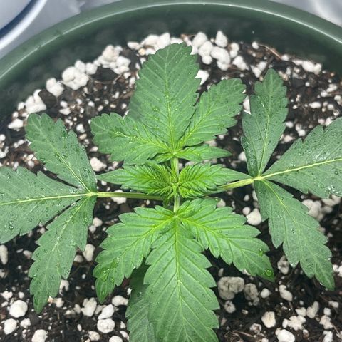 Automática Mysterious growlog timeline photo