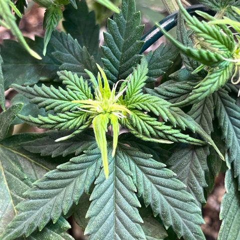 Automática Mysterious growlog timeline photo