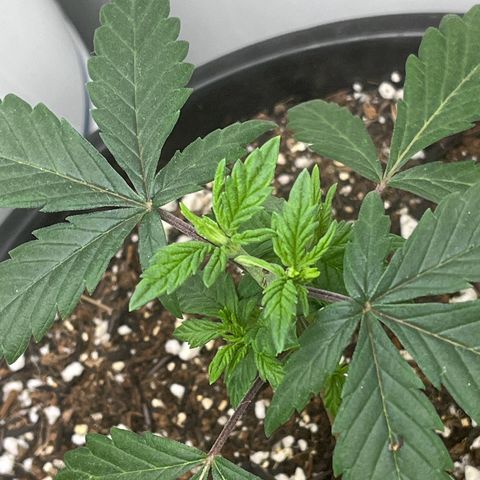 Automática Mysterious growlog timeline photo