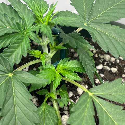 Automática Mysterious growlog timeline photo