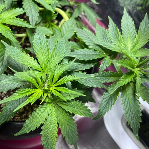 Automática Mysterious growlog timeline photo