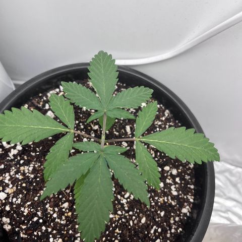 Automática Mysterious growlog timeline photo