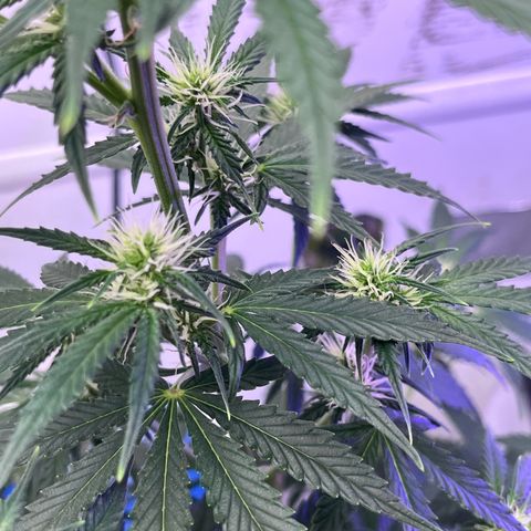 Automática Mysterious growlog timeline photo