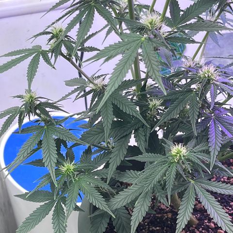 Automática Mysterious growlog timeline photo