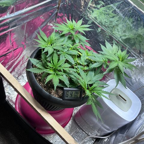 Automática Mysterious growlog timeline photo