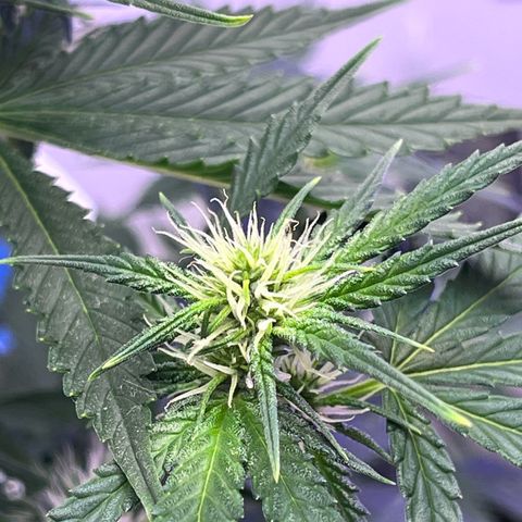 Automática Mysterious growlog timeline photo