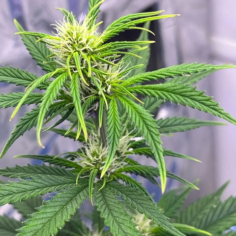 Automática Mysterious growlog timeline photo