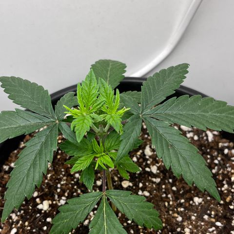 Automática Mysterious growlog timeline photo