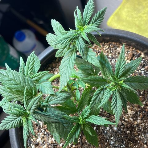 Automática Mysterious growlog timeline photo
