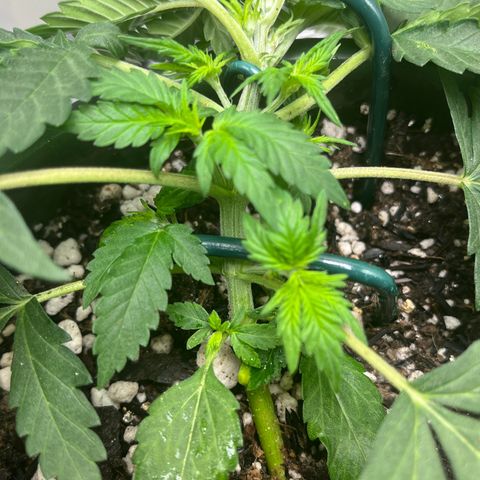 Automática Mysterious growlog timeline photo