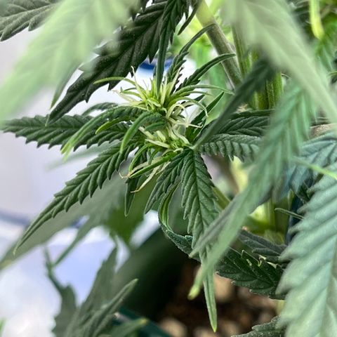 Automática Mysterious growlog timeline photo
