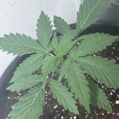 Automática Mysterious growlog timeline photo