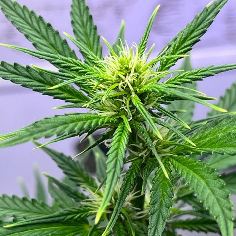 Automática Mysterious growlog timeline photo