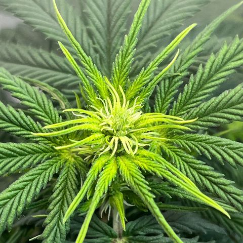 Automática Mysterious growlog timeline photo
