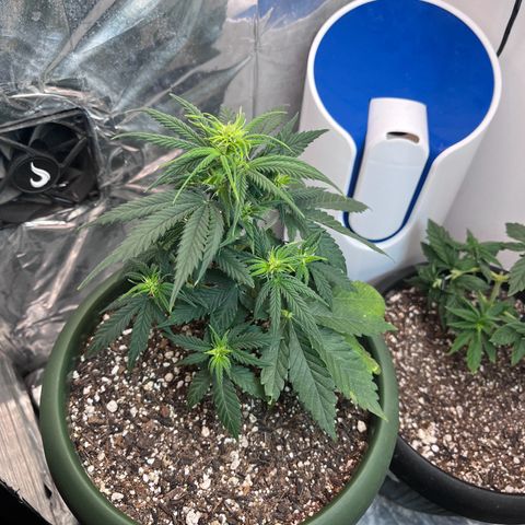 Automática Mysterious growlog timeline photo