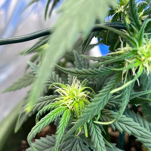 Automática Mysterious growlog timeline photo
