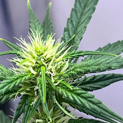 Automática Mysterious growlog timeline photo