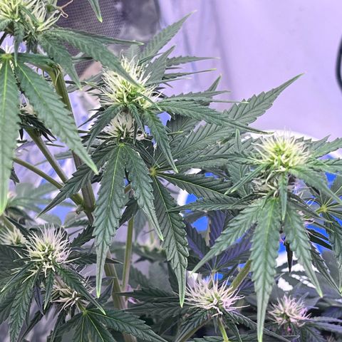 Automática Mysterious growlog timeline photo