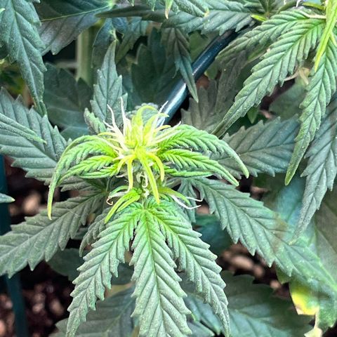 Automática Mysterious growlog timeline photo