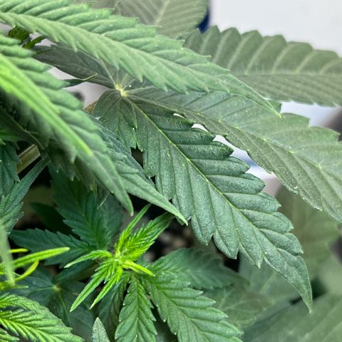 Automática Mysterious growlog timeline photo