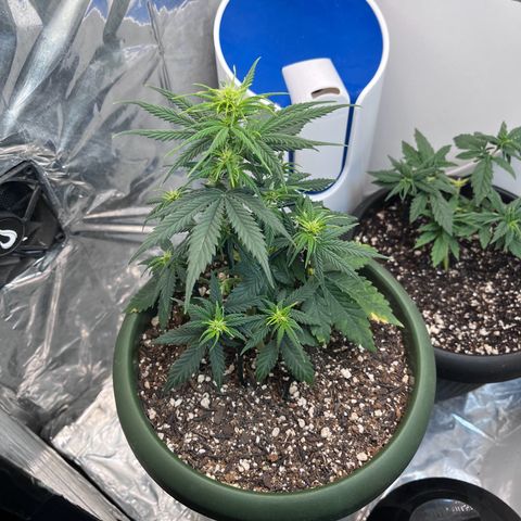 Automática Mysterious growlog timeline photo