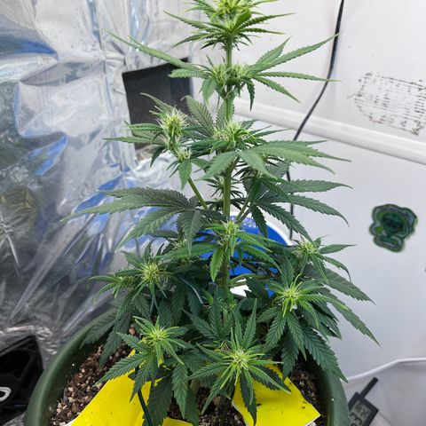 Automática Mysterious growlog timeline photo