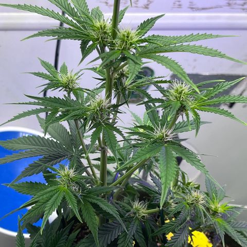 Automática Mysterious growlog timeline photo