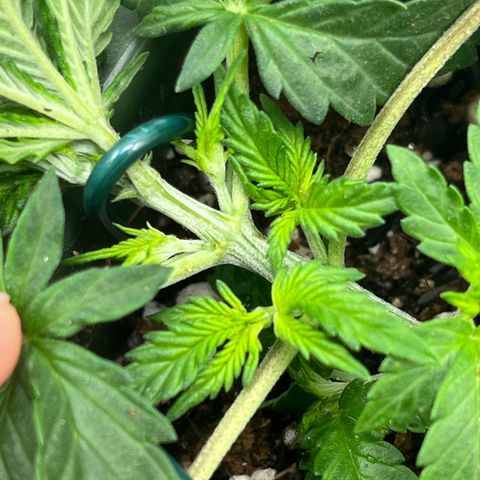 Automática Mysterious growlog timeline photo
