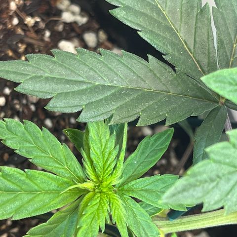 Automática Mysterious growlog timeline photo