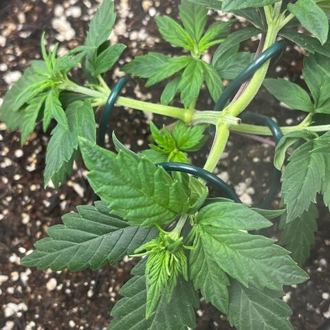 Automática Mysterious growlog timeline photo