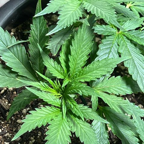 Automática Mysterious growlog timeline photo