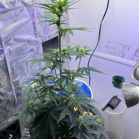 Automática Mysterious growlog timeline photo
