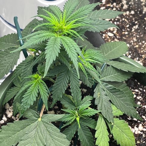 Automática Mysterious growlog timeline photo