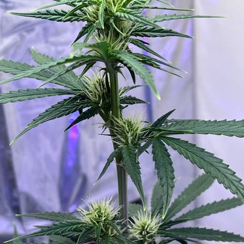 Automática Mysterious growlog timeline photo