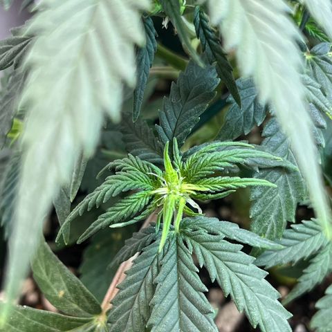 Automática Mysterious growlog timeline photo