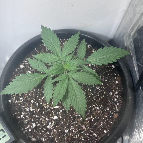 Automática Mysterious growlog timeline photo