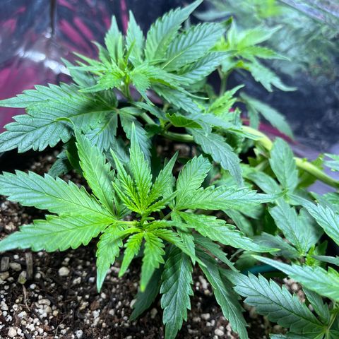 Automática Mysterious growlog timeline photo
