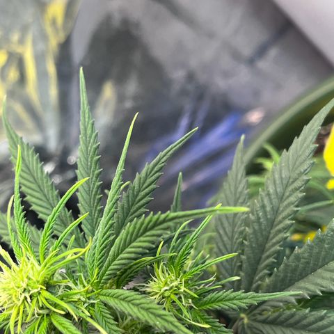 Automática Mysterious growlog timeline photo
