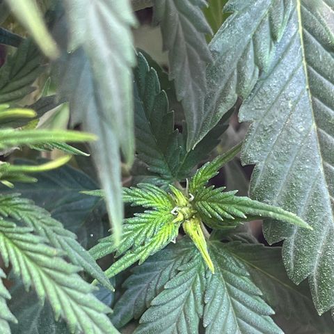 Automática Mysterious growlog timeline photo