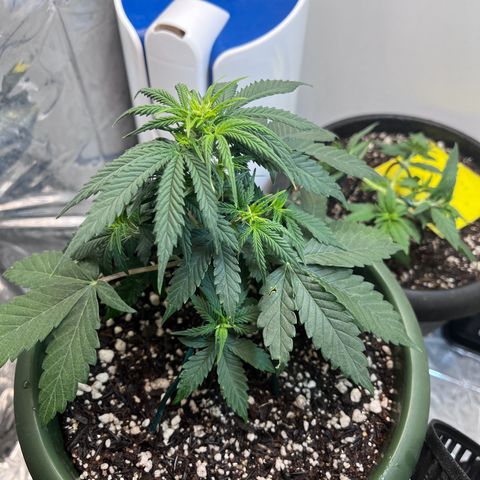 Automática Mysterious growlog timeline photo