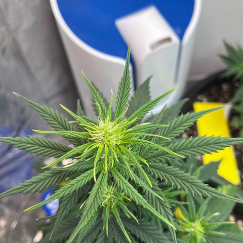 Automática Mysterious growlog timeline photo