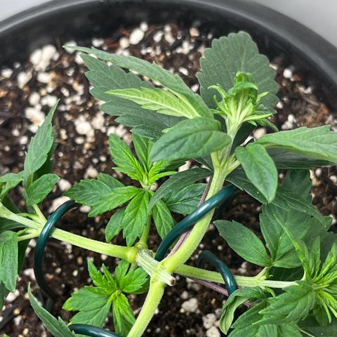 Automática Mysterious growlog timeline photo
