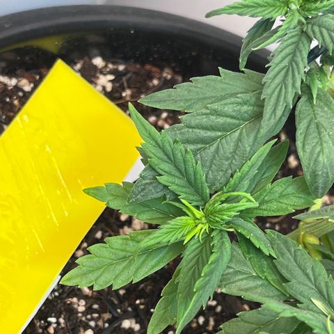 Automática Mysterious growlog timeline photo