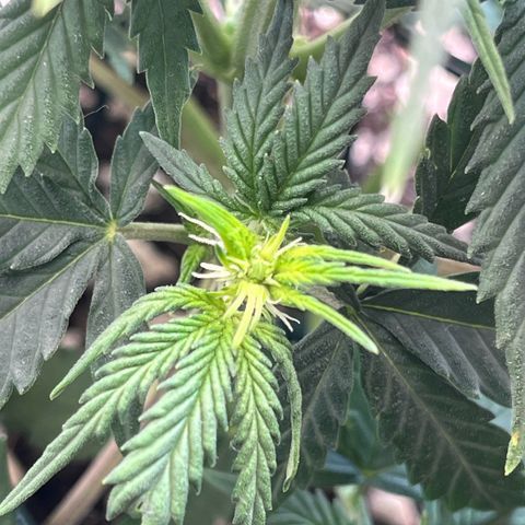 Automática Mysterious growlog timeline photo