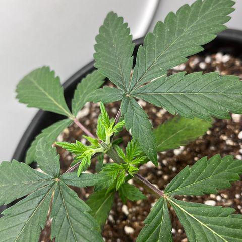 Automática Mysterious growlog timeline photo