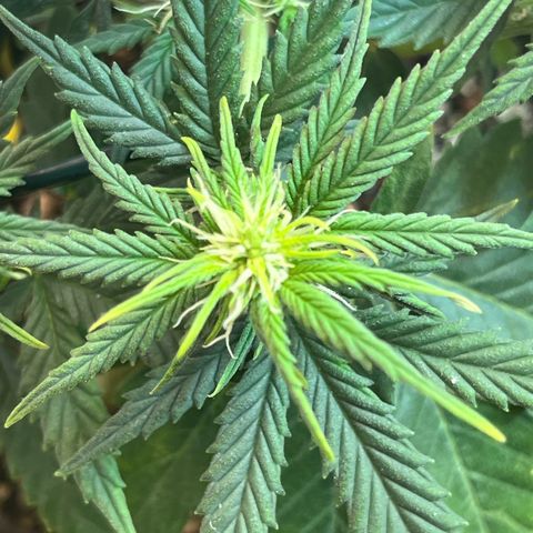 Automática Mysterious growlog timeline photo
