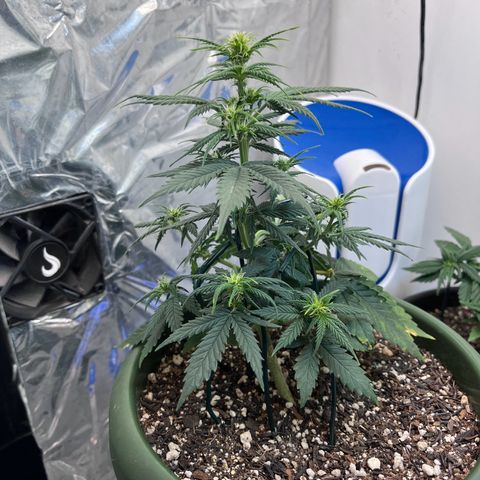 Automática Mysterious growlog timeline photo