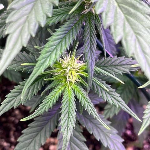 Automática Mysterious growlog timeline photo